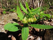 18 Simphitum tuberosum (Consolida femmina)